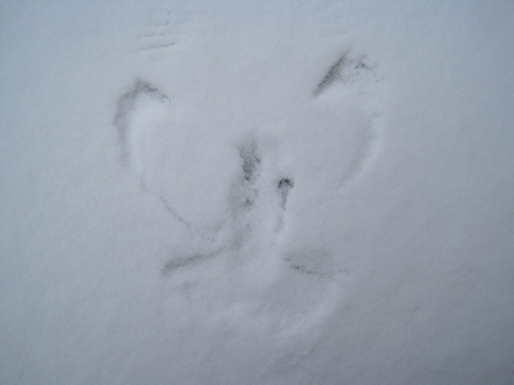 Abdruck eines Sperlings im Schnee. Frieden in Zeiten der Angst. 